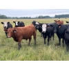 Image 2 : Midpoint Farms - 1025# Sept/Oct Grass Steers - 120 Head (Drayton Valley, AB)