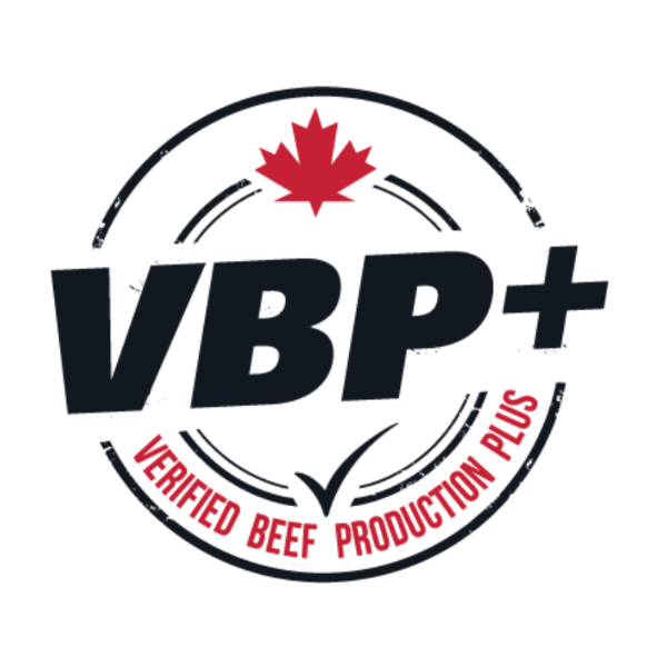 Mebs Ranch - 700# October Delivery Steer Calves - 120 Head (Broadview, SK) VBP+