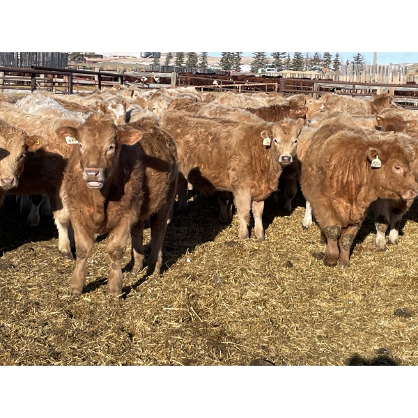 Stankievech Ranches - 770# January Delivery Steers - 80 Head (Trochu, AB)