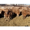 Image 1 : Stankievech Ranches - 770# January Delivery Steers - 80 Head (Trochu, AB)