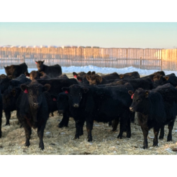 Josh Herauf - 880# March Weaned Steers - 140 Head (Davin, SK)