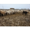 Image 3 : Ripple Rock Ranch - 740# March Delivery Steers - 70 Head (Fincastle, AB)