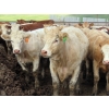 Image 3 : KC Hay & Straw - 985# September Delivery Heifers - 120 Head (Mossbank, SK)