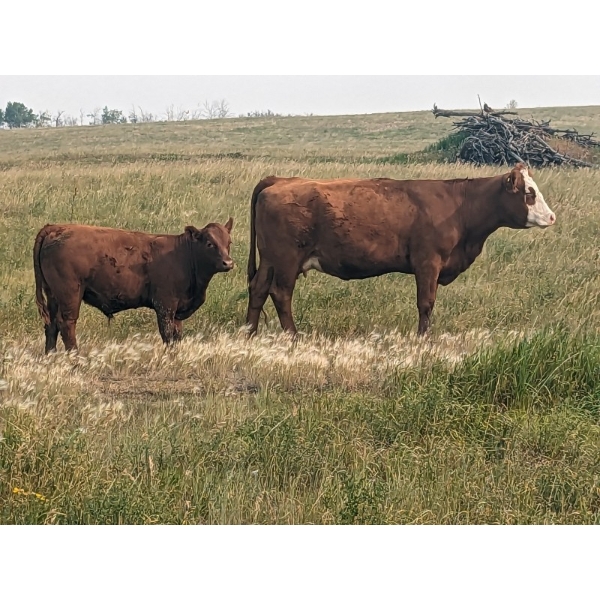 WKS Farms Ltd. - 630# October Delivery Steer Calves - 35 head (Halkirk, AB) VBP+