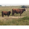 Image 2 : WKS Farms Ltd. - 735# October Delivery Steer Calves -  85 Head (Halkirk, AB) VBP+