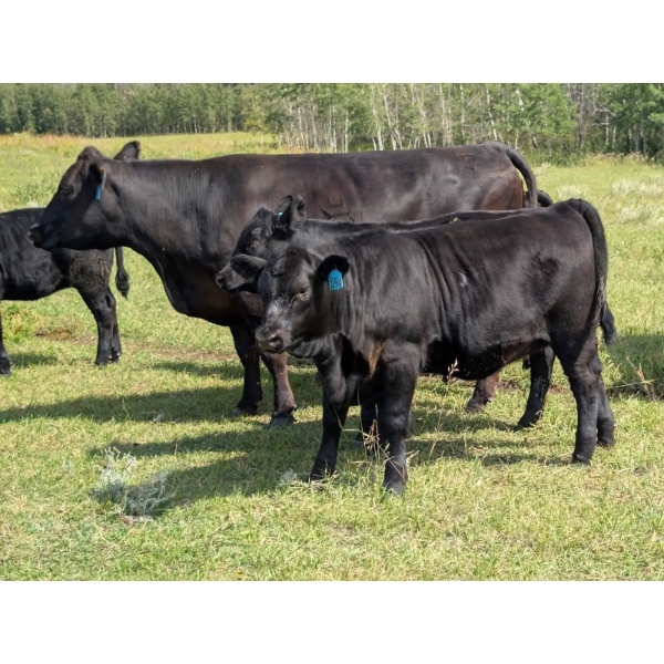 6R Farms - 600# October Delivery Heifer Calves - 85 Head (Erskine, AB)