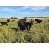 Image 2 : Anchor 7 Cattle Co. - 600# October Delivery Steer Calves - 60 Head (Linden, AB)