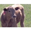 Image 2 : Joe & Elaine Ward - 680# October Delivery Heifer Calves - 16 Head (Kamloops, BC)