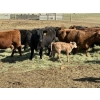 Image 8 : Black Powder Cattle Company - 36 Red & Black X Pairs (Oxbow, SK)