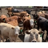 Image 4 : Alberta Prime Customer - 725# July/Aug Delivery Heifers - 70 Head (Monarch, AB)