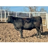 Image 3 : Cornerglen Ranching (Deschamps) - 5 Black Angus X April/May Calving Bred Heifers (Crestomere, AB)