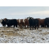 Image 5 : Franklin Cattle Co. - 650# February Delivery Heifers - 140 Head (Grenfell, SK)