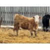 Image 6 : JDC AG - 900# June/July Delivery Heifers - 67 Head (Yorkton, SK)