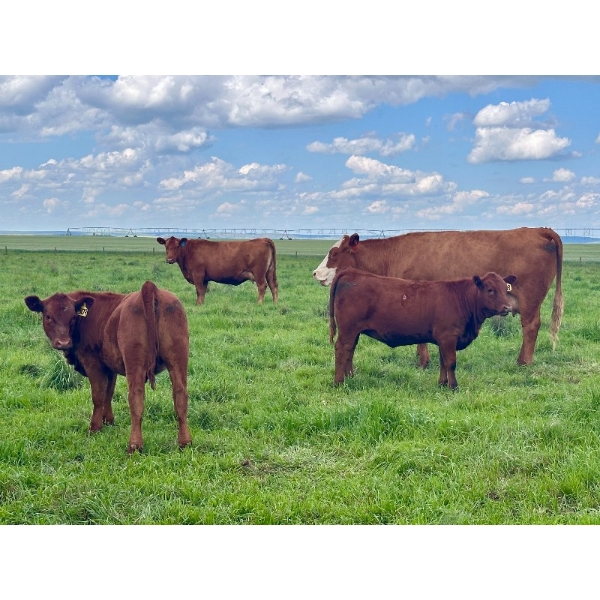 Mullen Land & Cattle Co. - 700# September Delivery Steer Calves - 85 Head (Peers, AB)