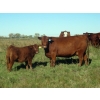 Image 4 : Wade & Frances Tobler - 540# October Delivery Heifer Calves - 50 Head (Patricia, AB)