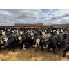 Image 2 : A&A Farms - 32 Black Blaze/Brockle Replacement Heifers (Coaldale, AB)