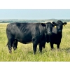 Image 3 : Kings Corner Farms - 40 Open Angus X Cows (Corning, SK)