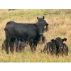 Image 9 : Valley View Ranch - 910# October Delivery Grass Heifers - 45 Head (Strathmore, AB)