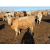 Image 7 : Greg Trewin - 1025# February Delivery Steers - 60 Head (Coulter, MB)