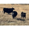 Image 5 : TNT Cattle Co. Ltd. - 500# October Delivery Steer Calves - 95 Head (Manyberries, AB)