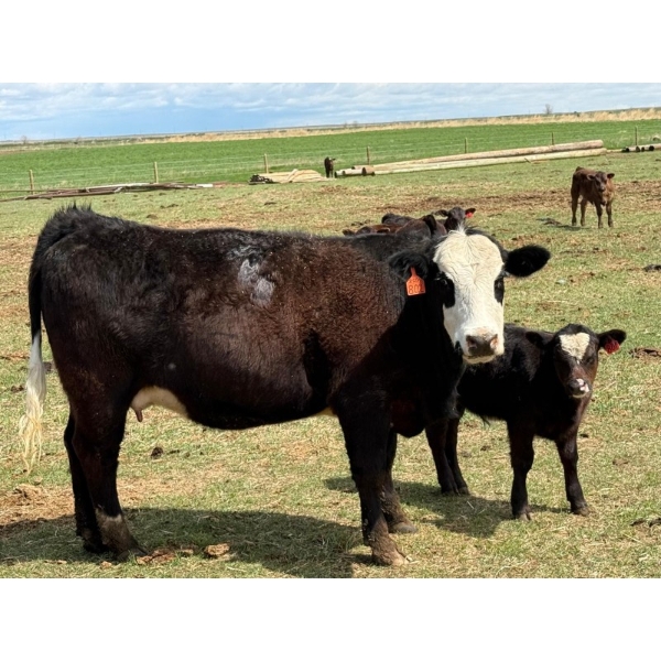 Kyle Torkelson - 8 BBF 1st Calf Pairs (Millicent, AB)
