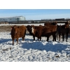 Image 19 : Greg Trewin - 30 RBF/RWF/Red Bred Heifers (Coulter, MB)