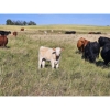 Image 16 : Farming Valley Ranch (Ben Tateson) - 590# November Delivery Steer Calves - 100 Head (Cereal, AB)