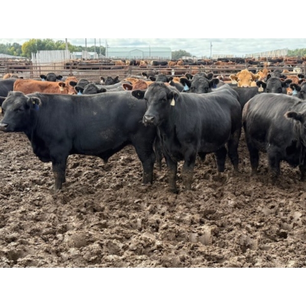 Chipping Hill Cattle Co. - 1000# September Delivery Steers - 120 Head (MacGregor, MB)