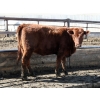 Image 8 : Barfus Farms - 25 Red Replacement Heifers (Cardston, AB)