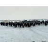 Image 2 : Larry Jones - 625# December Weaned Steers - 160 Head (Balzac, AB)
