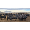 Image 4 : M.S. MacLean Livestock - 920# March Delivery Steers - 144 Head (Coaldale, AB)