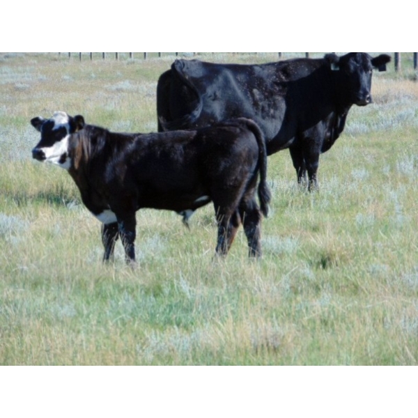 Stadnicki Cattle - 600# October Delivery Steer Calves - 90 Head (Jenner/Patricia, AB)