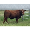 Image 6 : Holmes Cattle Co. - 1050# June/July Delivery Grass Steers - 60 Head (Cayley, AB)