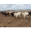Image 3 : Chipping Hill Cattle Co. - 1050# May Delivery Steers - 174 Head (MacGregor, MB)