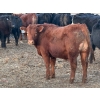 Image 3 : Justin Tateson - 960# March Delivery Steers - 65 Head (Scandia, AB)