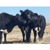 Image 6 : Chance & Grace Peters - 490# Oct/Nov Heifer Calves - 30 Head (Tompkins, SK)