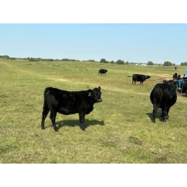 Blaq Sand Farms - 625# October Delivery Heifer Calves - 45 Head (Edam, SK)