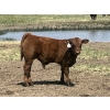 Image 10 : Mashon Ranches - 675# October Delivery Steer Calves - 90 Head (Homestead Coulee, AB)