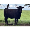 Image 2 : Turtleview Livestock - 975# July Delivery Grass Heifers - 186 Head (Goodlands, MB)