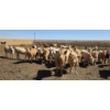 Image 5 : Ripple Rock Ranch - 720# April/May Delivery Heifers - 62 Head (Fincastle, AB)