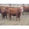 Image 2 : Helland Land & Cattle Co. Ltd. - 992# March Delivery Steers - 100 Head (Lomond, AB)