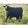 Image 3 : Gordon, Amanda & Chance Whittemore - 780# October Delivery Steer Calves - 75 Head (Elnora, AB)