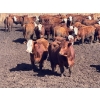 Image 2 : Glenn Peterson - 1075# September Delivery Grass Steers - 58 Head (Marwayne, AB)