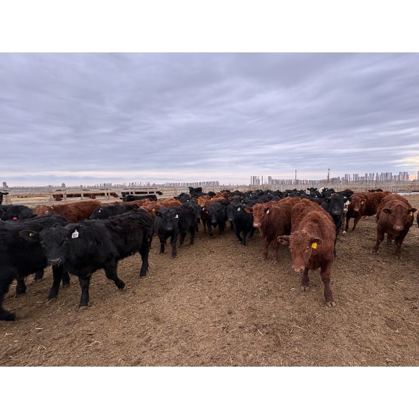 Pedersen Farms - 900# March Delivery Steers - 65 Head (Scandia, AB)