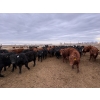 Image 1 : Pedersen Farms - 900# March Delivery Steers - 65 Head (Scandia, AB)