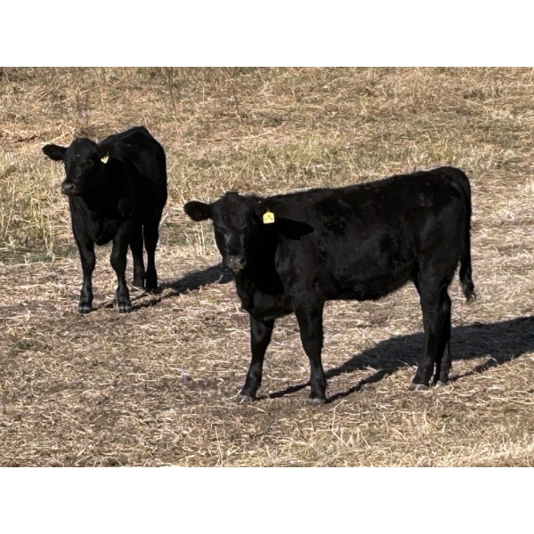 Dalbey Farms - 630# October Delivery Heifer Calves - 50 Head (Dalum, AB)