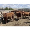 Image 6 : Lone Star Cattle Co. - 980# June Delivery Heifers - 215 Head (Strathmore, AB)