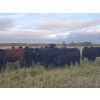 Image 5 : 7L Ranch - 1080# October Delivery Grass Heifers - 54 Head (Lakeland, MB)