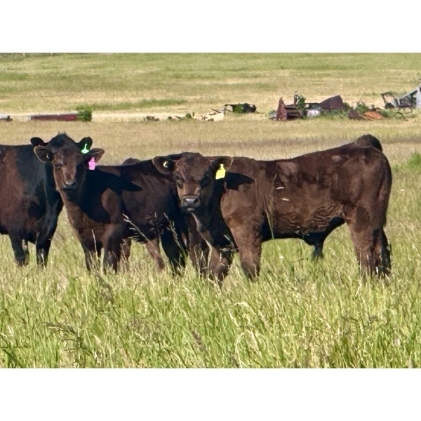 Bruce & Heather Clayton - 600# December Delivery Steer Calves - 100 Head (Strathmore, AB)