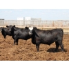 Image 2 : Poelman Farms - 925# July Delivery Steers - 135 Head (Granum, AB)